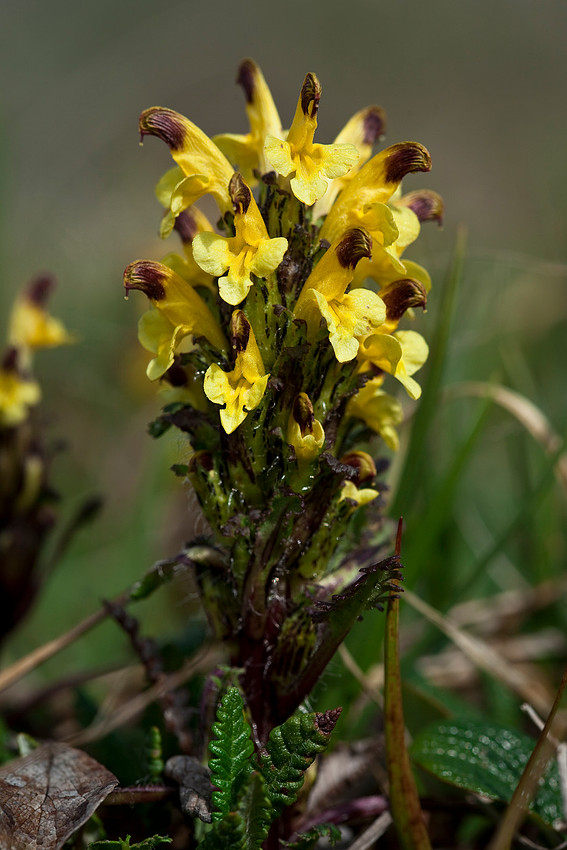 Oeder's Lousewort - Pedicularis oederi