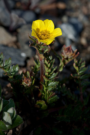 Ross Aven - Geum rossii