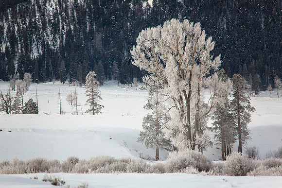 Hoarfrosted Trees