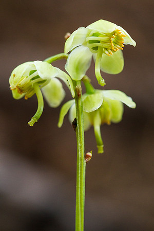 Greenish-flowered Wintergreen - Pyrola chlorantha