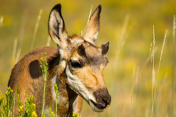 Baby Pronghorn