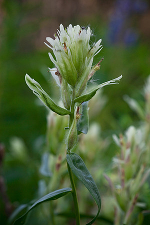 Yellow Paintbrush - Castilleja caudata