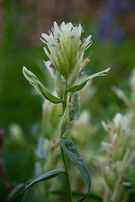 Yellow Paintbrush - Castilleja caudata
