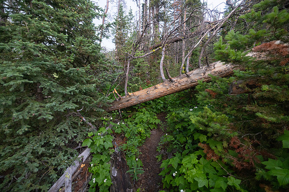 Custer Gallatin NF Mystic Lake Cabin: downed tree behind cabin