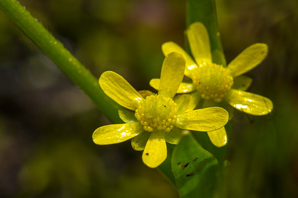 Lesser Spearwort - Ranunculus flammula