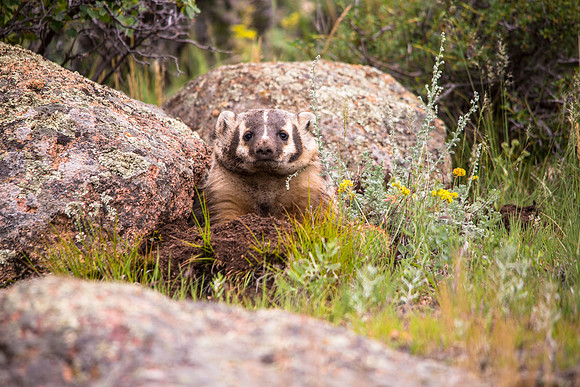 Badger in the Front Yard (4)