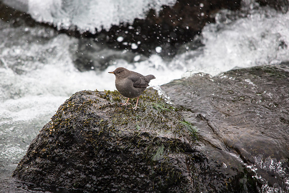 American Dipper - Cinclus mexicanus