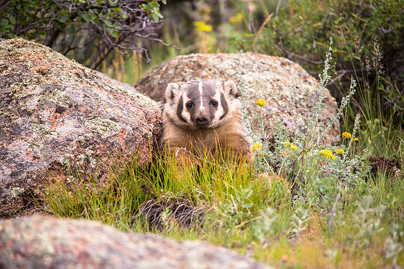 Badger in the Front Yard (3)