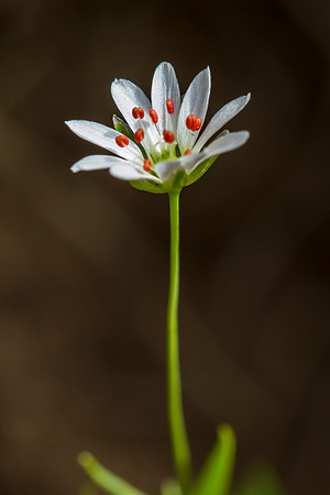 Long-stalked Starwort - Stellaria longipes