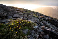 Ross Avens in the Evening Light