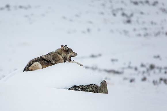 Napping on a Rock