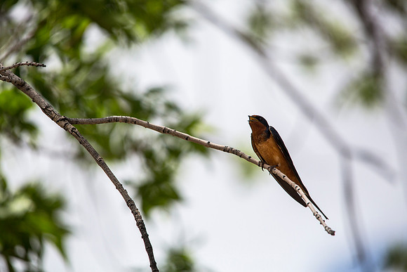 Barn Swallow (3) - Hirundo rustica