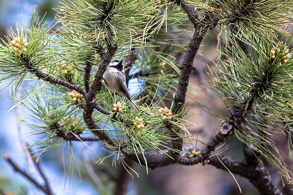 Mountain Chickadee (2) - Poecile gambeli