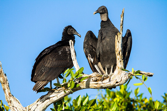Black Vulture