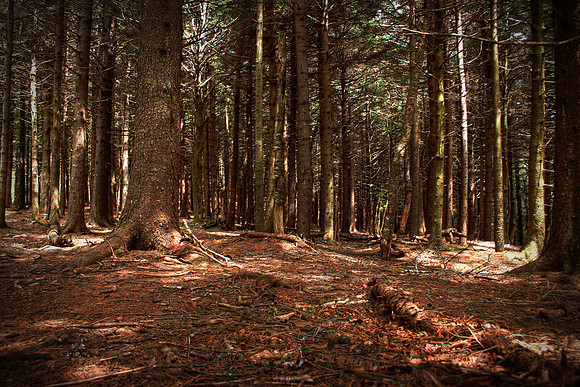 KW2 - Pisgah National Forest