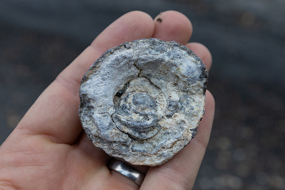 Concretion along shore of Shoshone Lake