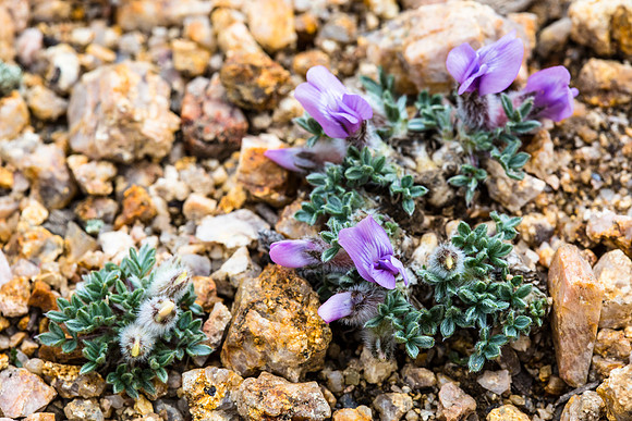 Sticky Oxytrope - Oxytropis viscida