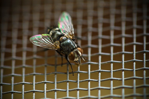 housefly