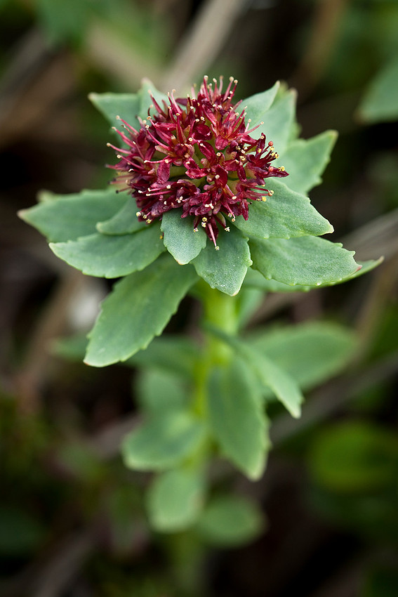 Rosewort - Rhodiola integrifolia