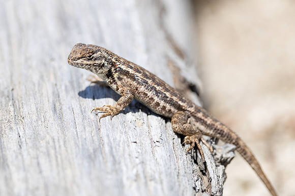 Sagebrush lizard (Sceloporus graciosus) sunning on a log in Shos