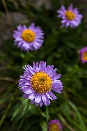 Subalpine Fleabane - Erigeron peregrinus