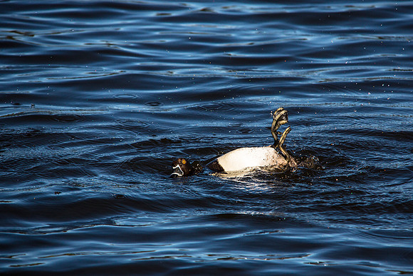 Ring-necked Duck Swimming- Aythya collaris