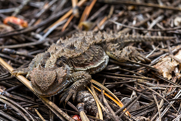 Horny Toad - The Grandfather