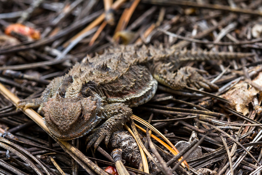 Horny Toad - The Grandfather