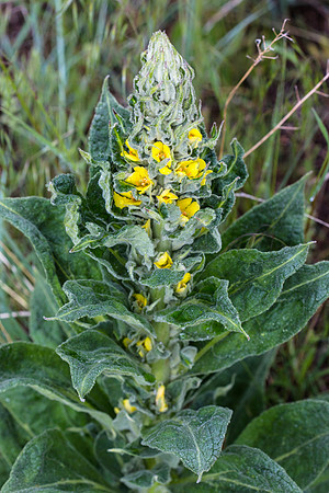 Great Mullein - Verbascum thapsus