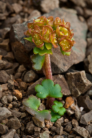 Wright's Saxifrage - Chrysosplenium wrightii