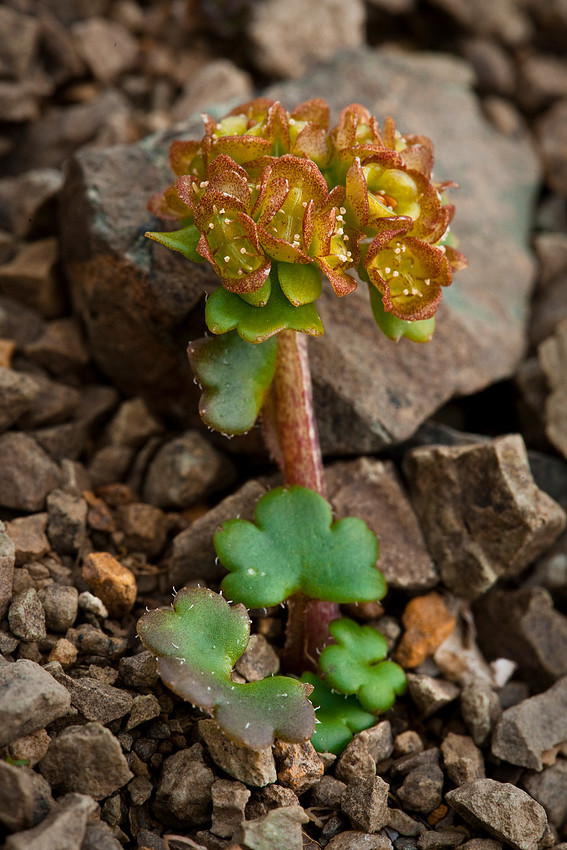 Wright's Saxifrage - Chrysosplenium wrightii