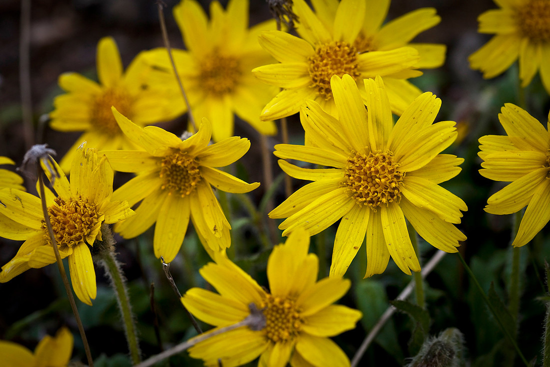 Frigid Arnica - Arnica frigida