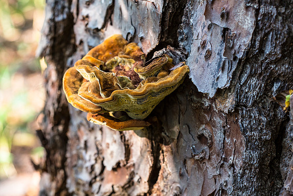 Shelf Fungus