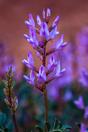 Northern sweetvetch - Hedysarum boreale var. boreale