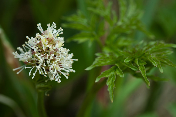 Baneberry - Actaea rubra