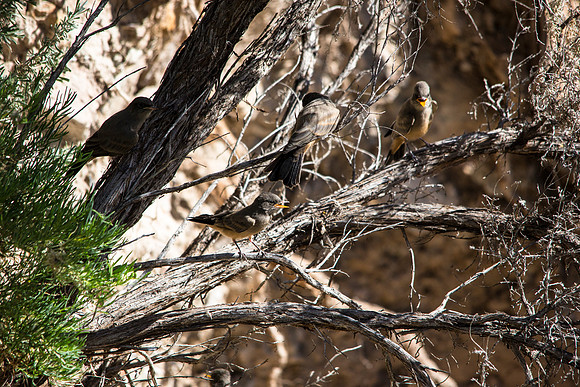 Say's Phoebe - Sayornis saya