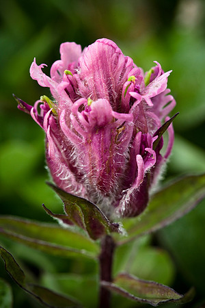 Elegant Paintbrush