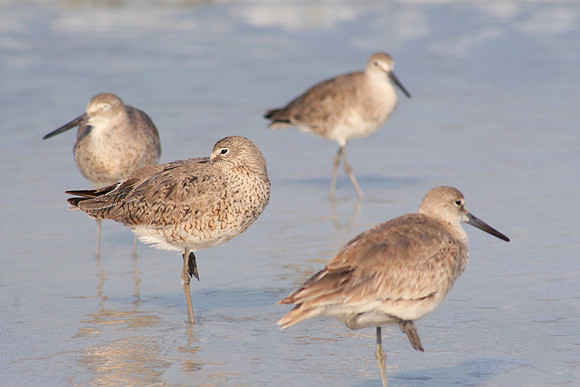Sand Pipers