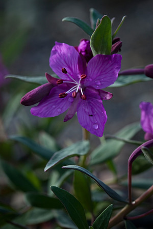 Dwarf Fireweed - Chamerion latifolium