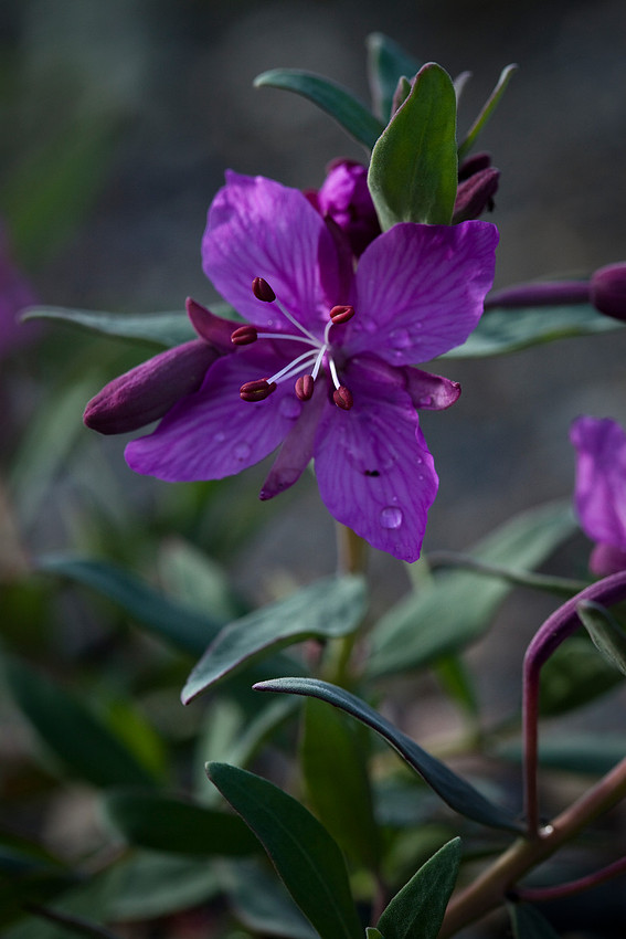 Dwarf Fireweed - Chamerion latifolium