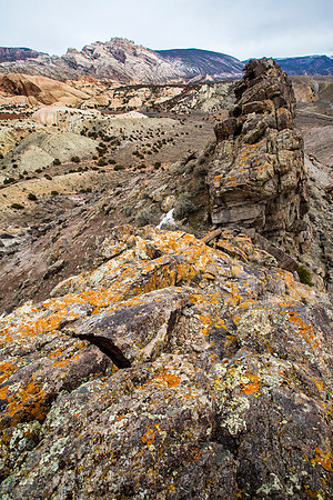 Morrison Formation Lichen