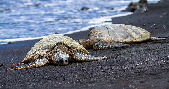Hōnu on Punalu'u Beach (2)