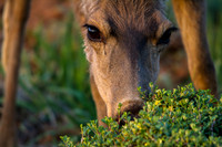 Foraging Deer Closeup