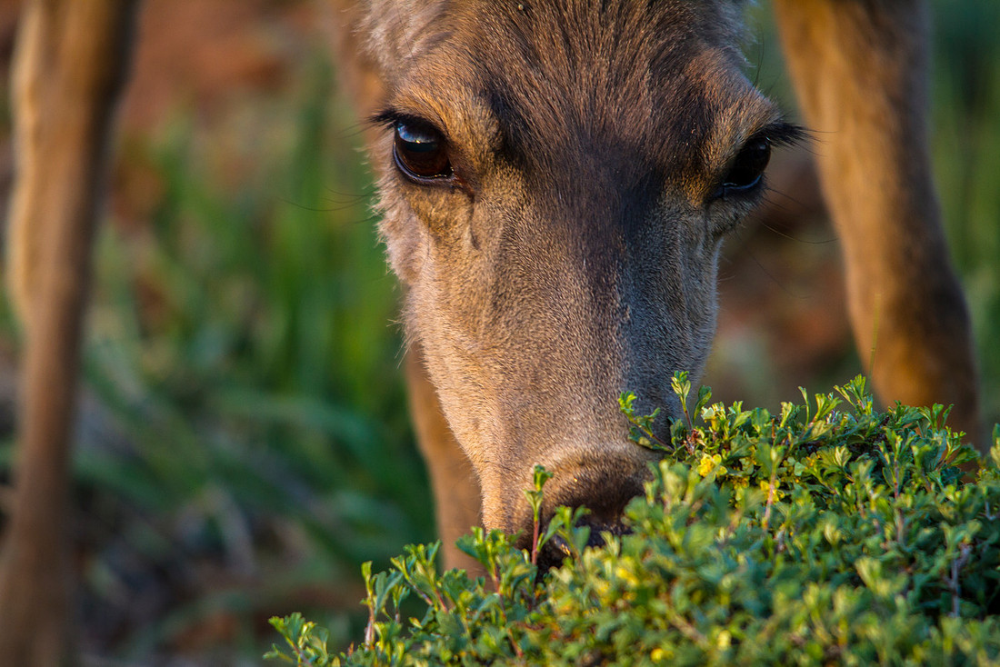 Foraging Deer Closeup