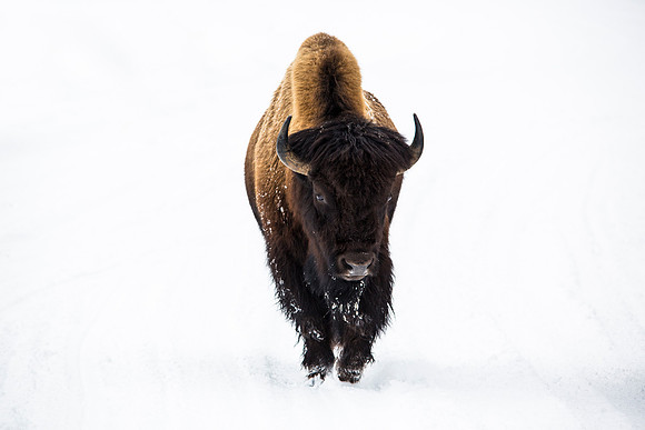 Lone Bison