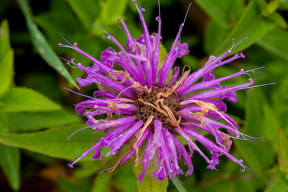 Wild Bergamot - Monarda fistulosa