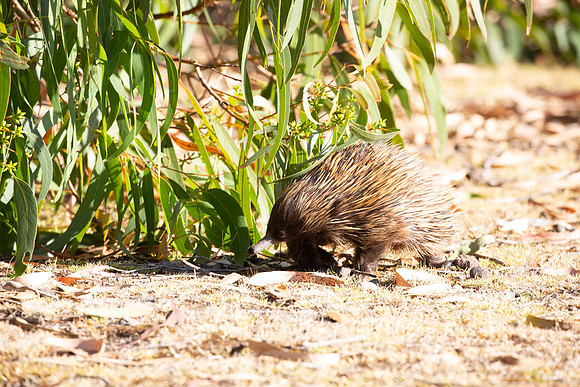 20190316-Australia-0705