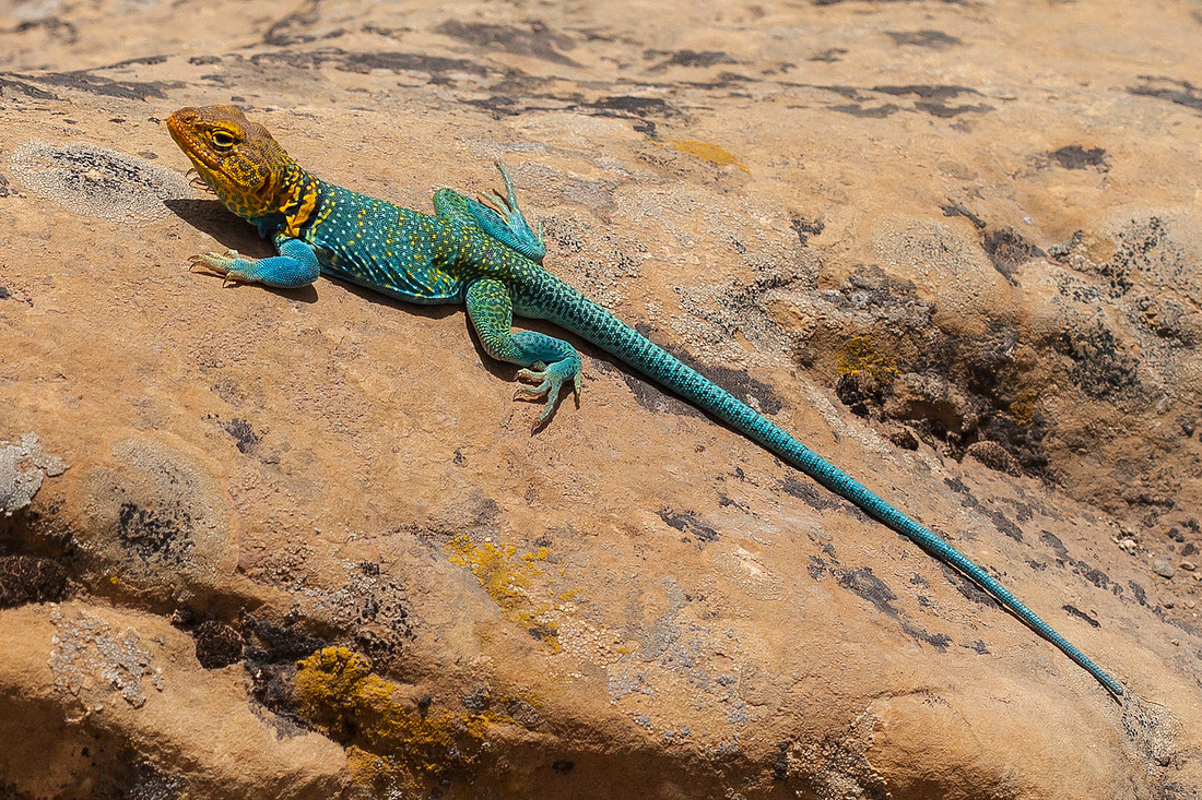 Collared Lizard