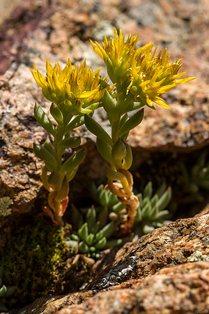 Lance-leaved Stonecrop - Sedum lanceolatum