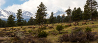 Back Yard Elk